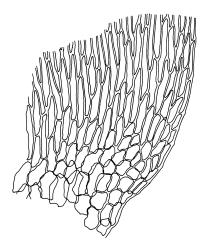 Scleropodium touretii, alar cells of two leaves. Drawn from Tasmanian material, R.D. Seppelt 27568, HO 551006 by R.D. Seppelt.
 Image: R.D. Seppelt © R.D. Seppelt All rights reserved